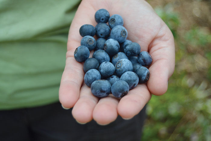 Blueberries